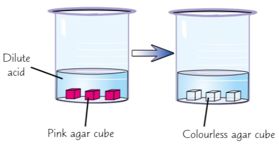 <ol><li><p>Make up some agar jelly with <strong>phenolphthalein</strong> (<strong>pink</strong> in alkaline and <strong>colourless</strong> in acidic) and dilute <strong>sodium hydroxide</strong> (makes jelly <strong>pink</strong>)</p></li><li><p>Put some dilute <strong>hydrochloric acid</strong> in <strong>beaker</strong></p></li><li><p>Cut out a few <strong>cubes</strong> from jelly and put them in beaker of acid</p></li><li><p>If you <strong>leave </strong>cubes for a while, they eventually turn <strong>colourless</strong> as <strong>acid diffuses into </strong>agar jelly + <strong>neutralises</strong> sodium hydroxide</p></li></ol>