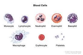 <p>What is the function of eosinophils?</p>