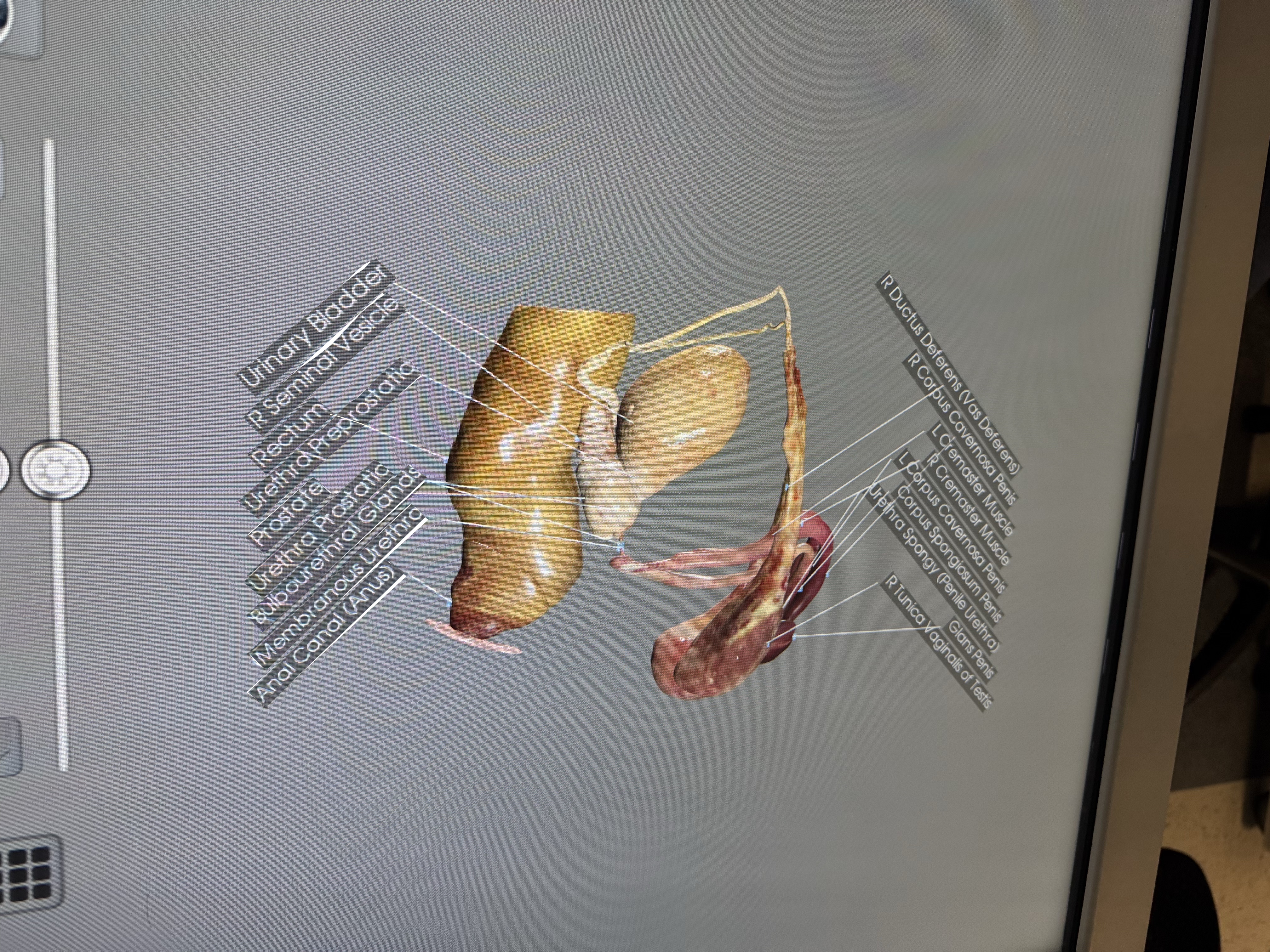 <p>Where is the rectum relative to the seminal vesicles and prostate gland? (think about how a doctor may check a man’s prostate…)</p>