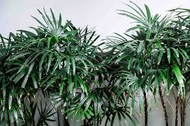 <p>Lady Palm</p>