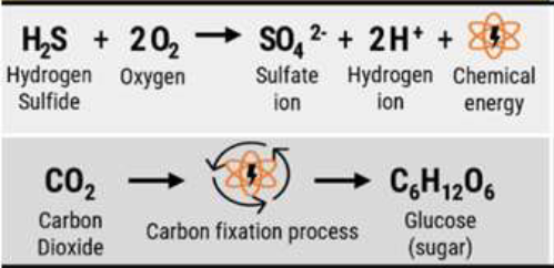 <p>process by which food is made by bacteria or other living things using chemicals as the energy source, typically in the absence of sunlight. Common in vent communities. Bacteria take reduced Sulfur (H<sub>2</sub>S) and combine it with oxygen to make SO<sub>4</sub> which releases energy that can be used to join CO<sub>2</sub> and H<sub>2</sub>O into sugar.</p>