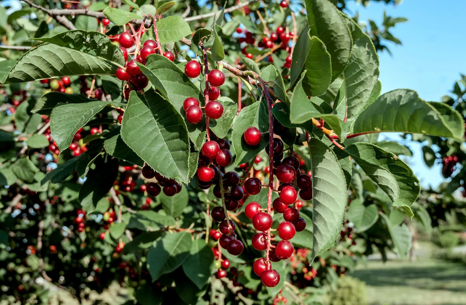 <p>Common name: Choke cherry</p><p></p><p>Genus: Prunus</p><p></p><p>Species: virginiana</p><p></p><p>Family: Rosaceae</p>