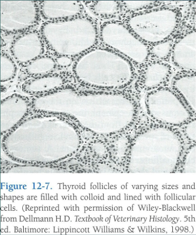 <p>follicles </p>
