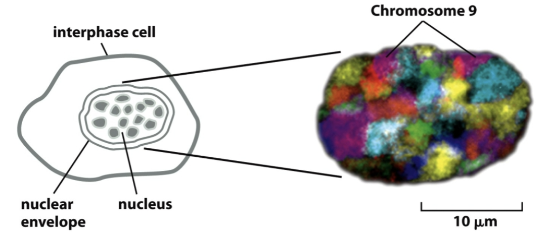 <ul><li><p>nucleus</p></li><li><p>is 1000 fold less compact than metaphase chromosomes</p></li></ul><p></p>