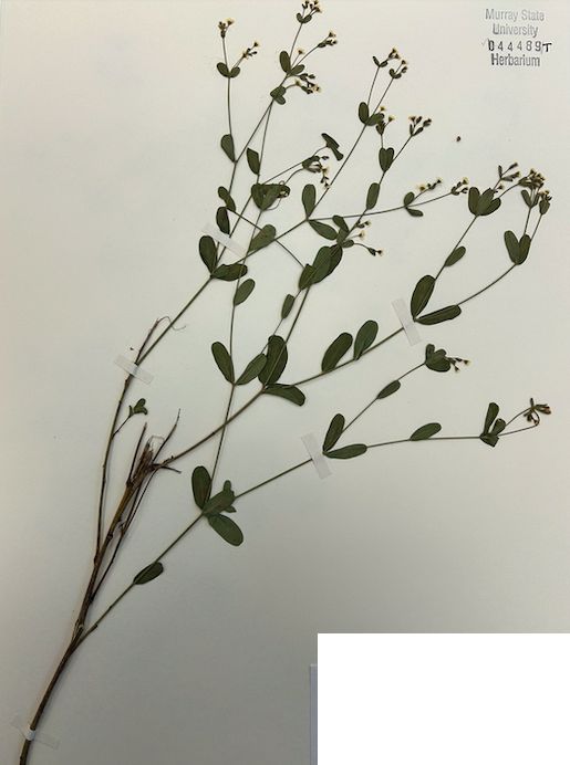 <p>Family? Genus?</p>