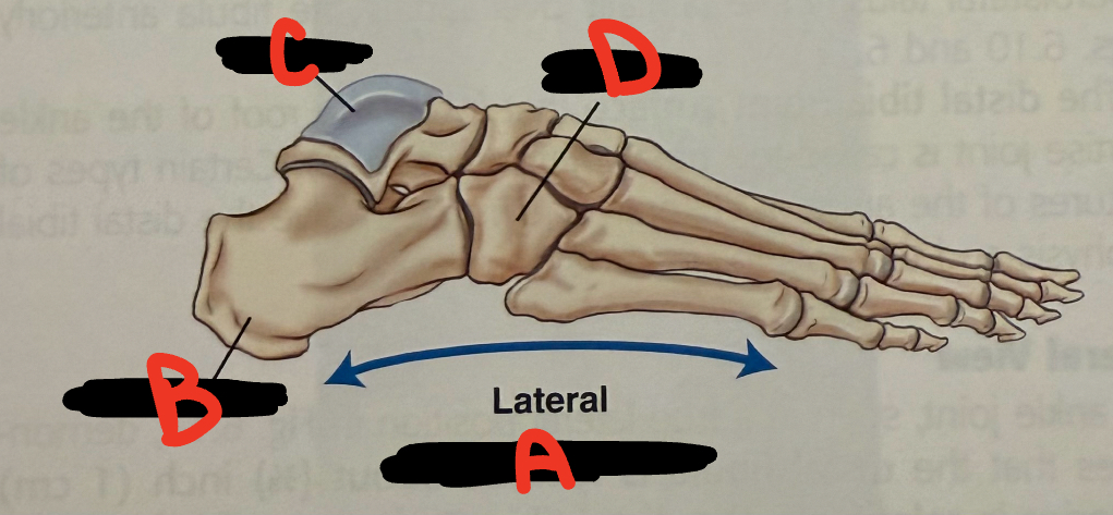 <p>C</p>