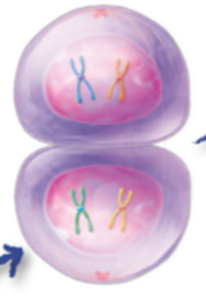 <p>The cell divides into two new haploid cells with double-stranded chromosomes</p>