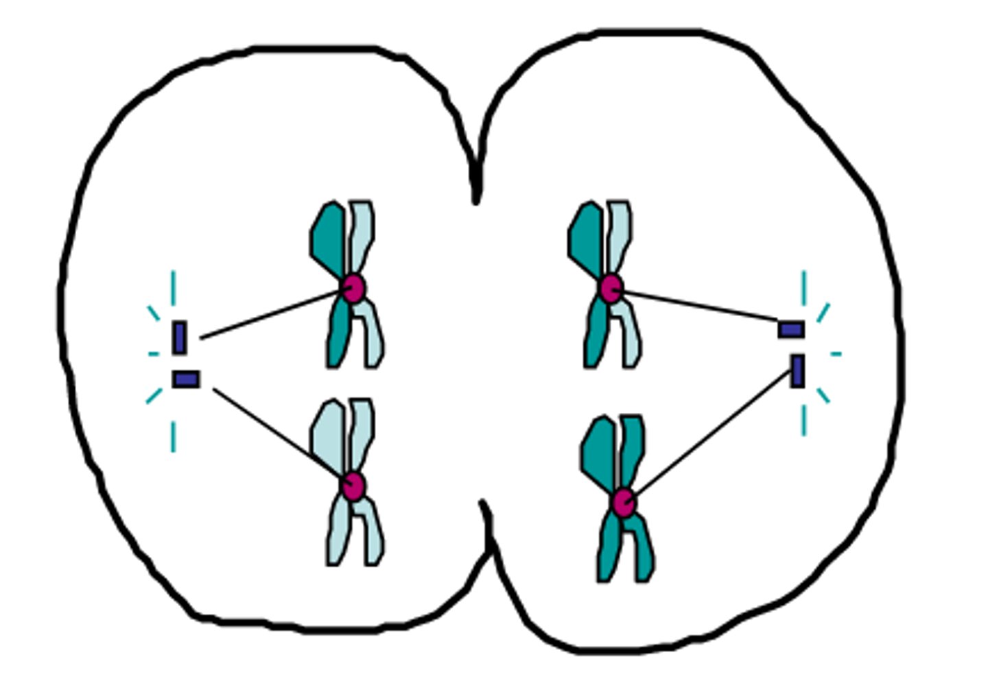 <p>The phase of meiosis in which each pole has diploid set of chromosomes; remember the chromosomes were duplicated before entering Meiosis I</p>