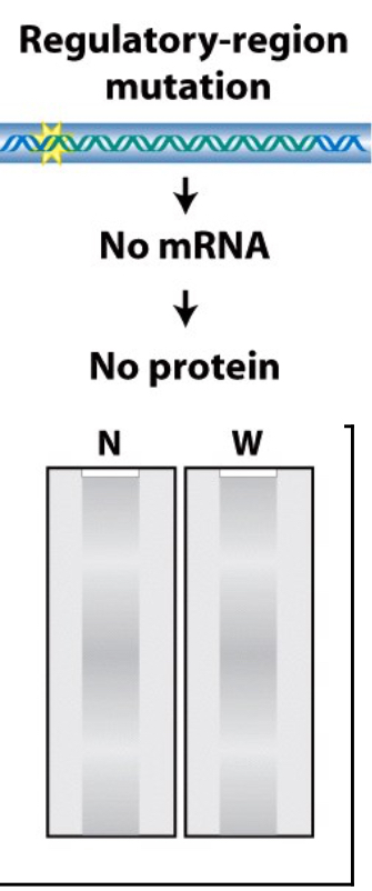 <p>This mutation does not allow an RNA sequence to form, meaning that there is no line on either the northern nor the western blot. </p>