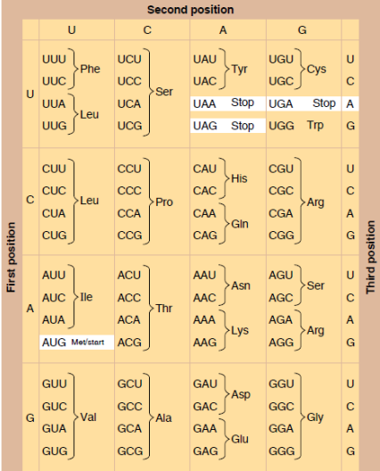 <ul><li><p>process in which the mRNA serves as the source of information for the synthesis of proteins</p></li><li><p>the language of mRNA is in the form of codons (group of 3 nucleotides) </p></li></ul><p></p>