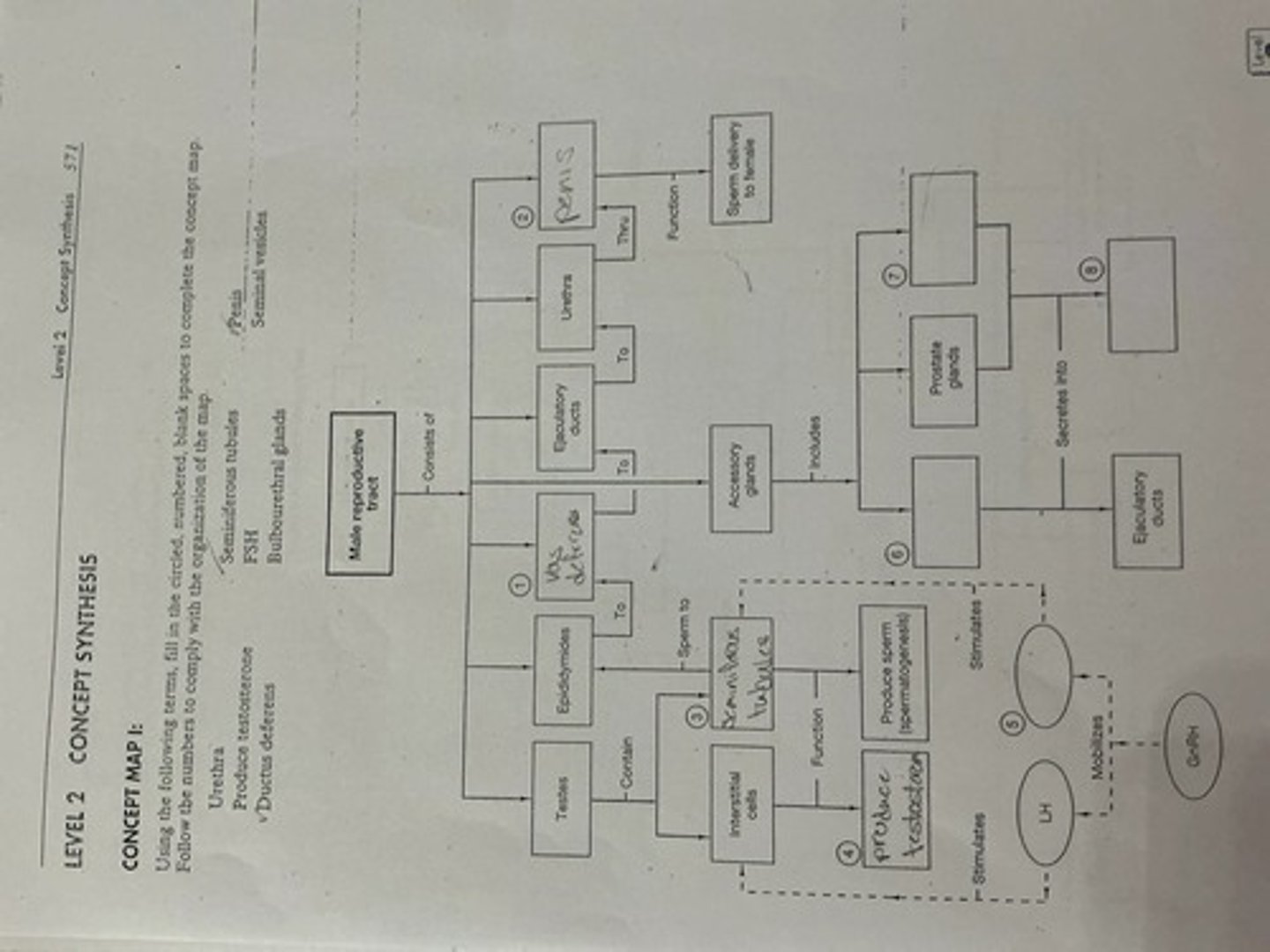 <p>To produce and nurture sex cells, and transport them to the site of fertilization.</p>