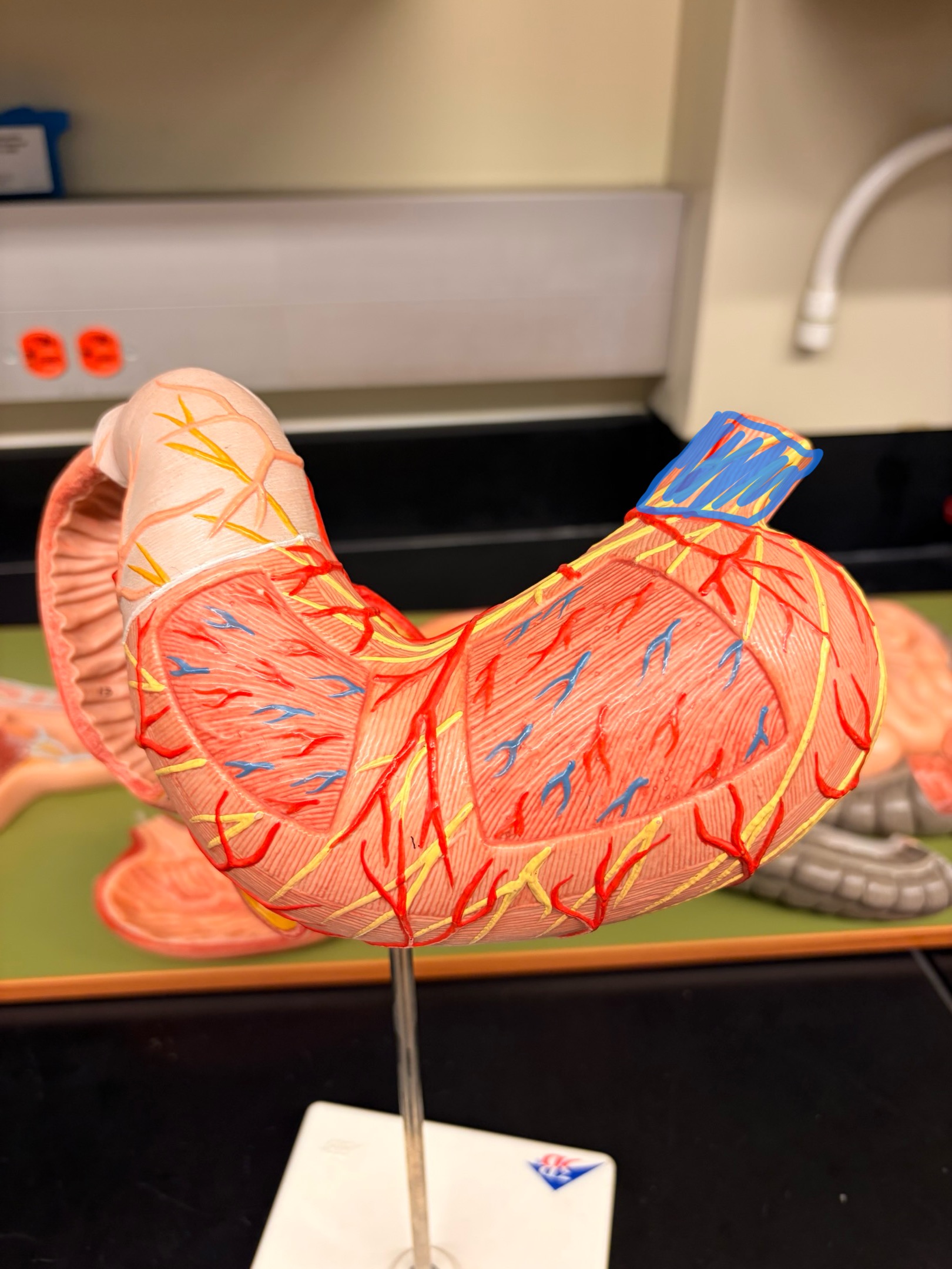 knowt flashcard image