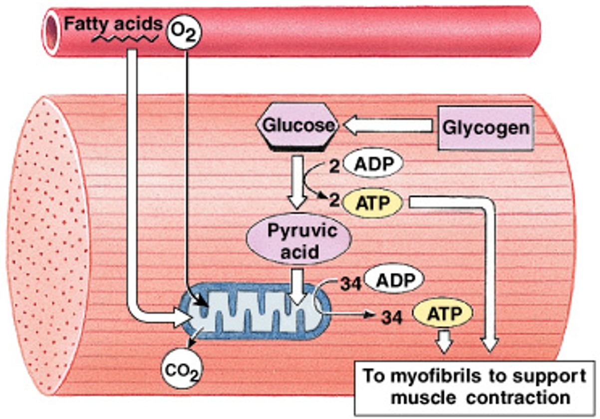 <p>What is the active energy molecule?</p>