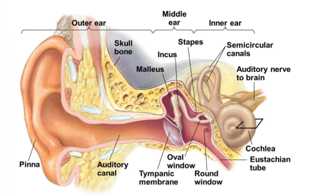 <p>Inner ear bone + common name:</p><ul><li><p>malleus - hammer</p></li><li><p>incus - anvil</p></li><li><p>stapes - stirrup</p></li></ul><p></p>