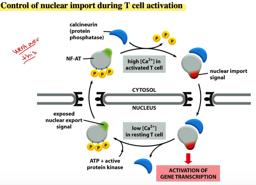 <ol><li><p>Resting T Cell (low calcium)</p><ul><li><p>In a resting T-cell, the conc. of calcium ions (Ca2+) in the cytosol is low</p></li><li><p>NF-AT is phosphorylated and resides in cytosol</p></li><li><p>ATP &amp; active protein kinase maintain NF-AT in phosphorylated state, preventing entry into nucleus</p></li></ul></li><li><p>Activated T cell (High Calcium)</p><ul><li><p>When T cell is activated, Ca2+ conc. in cytosol increases</p></li><li><p>High Ca2+ levels activate calcineurin</p></li><li><p>Calcineurin dephosphorylates NF-AT, removing P groups</p></li></ul></li><li><p>Nuclear Import</p><ul><li><p>Dephosphorylated NF-AT exposes nuclear import signal</p></li><li><p>signal allows NF-AT enter the nucleus through nuclear pores</p></li></ul></li><li><p>Gene Transcription</p><ul><li><p>Once inside nucleus, NF-AT activates gene transcription</p></li><li><p>Leads to production of proteins necessary for T cell’s function in immune response</p></li></ul></li><li><p>Nuclear Export and return to resting state</p><ul><li><p>After T cell carried out function, Ca2+ levels decrease</p></li><li><p>NF-AT is re-phosphorylated by ATP and active protein kinase</p></li><li><p>Re-phosphorylation exposes nuclear export signal, causing NF-AT to exit nucleus and return to cytosol, ready for activation cycle</p></li></ul></li></ol><p></p>
