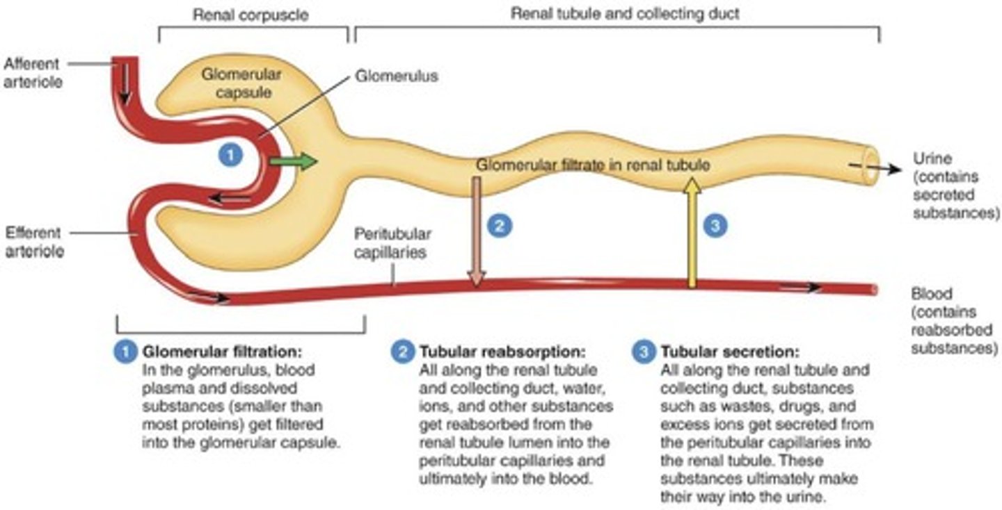 <p>Regulation of blood pressure.</p>