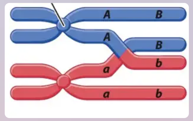<p>This crossover event would result in…</p><p>A. linkage of genes A and B</p><p>B. gametes with wither Ab or aB</p><p>C. independent assortment of genes A and B</p><p>D. gametes with either AB or ab </p>