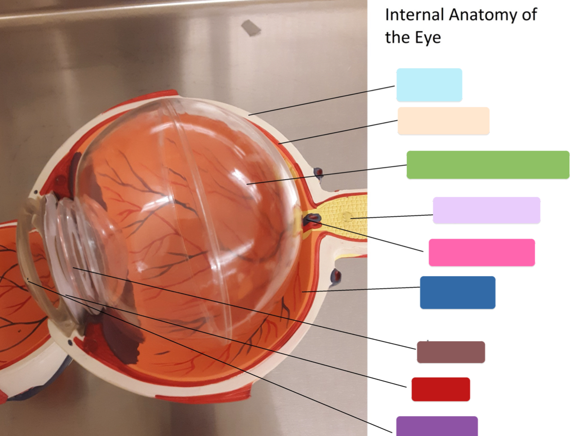 <p>What is this part? (blue)</p>