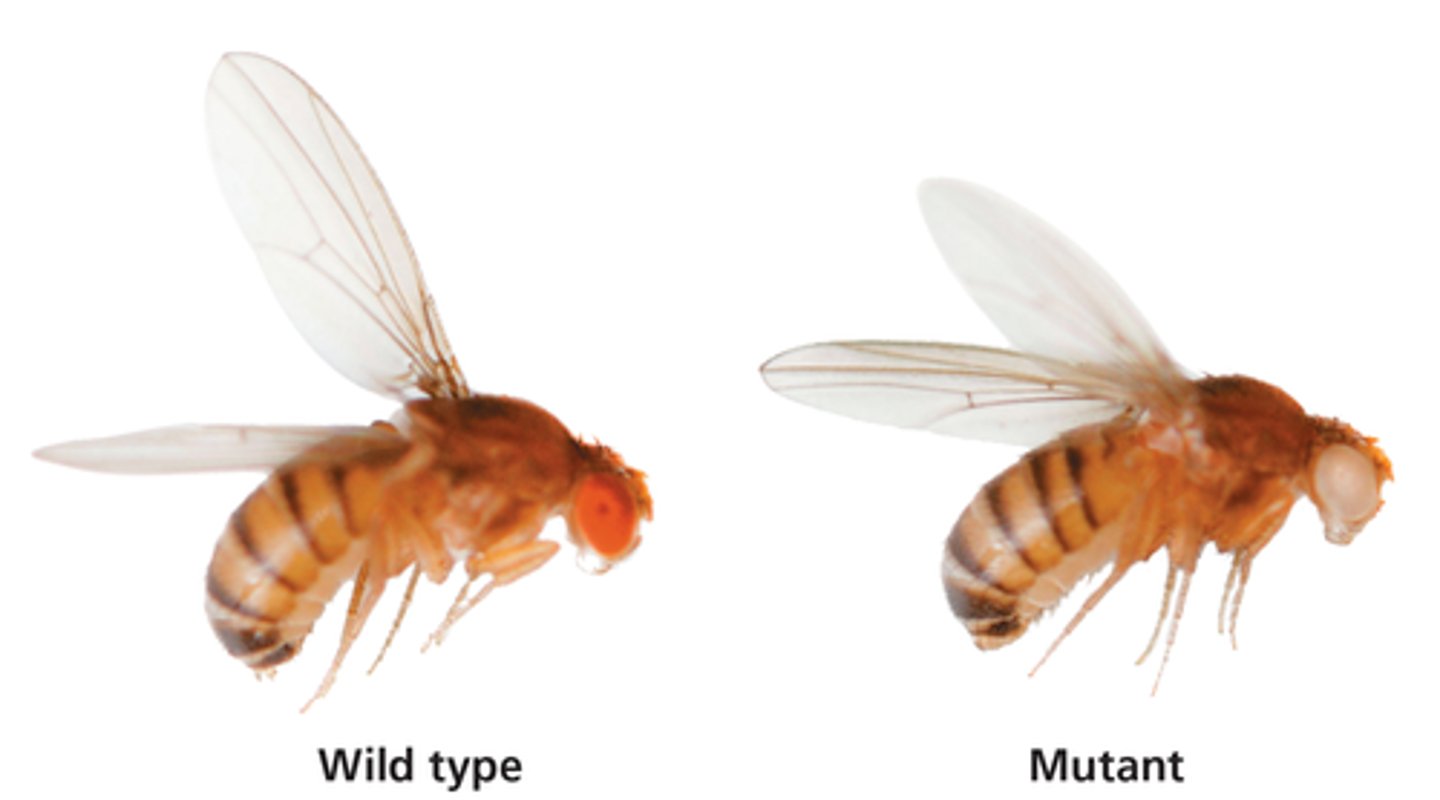 <p>all other phenotypes besides wild type that arise by mutations</p>