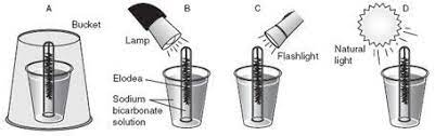 In which experimental setup shown above would you expect the elodea plant inside the test tube to produce the LEAST amount of oxygen?