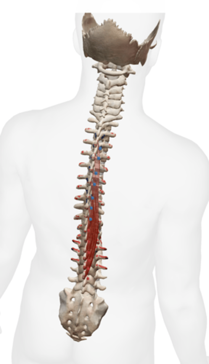 <p>Capitis: Occipital bone</p><p>Cervicis: Spinous Process of axis</p><p>Thoracis: Spinous processes of</p><p>superior thoracic vertebrae</p>