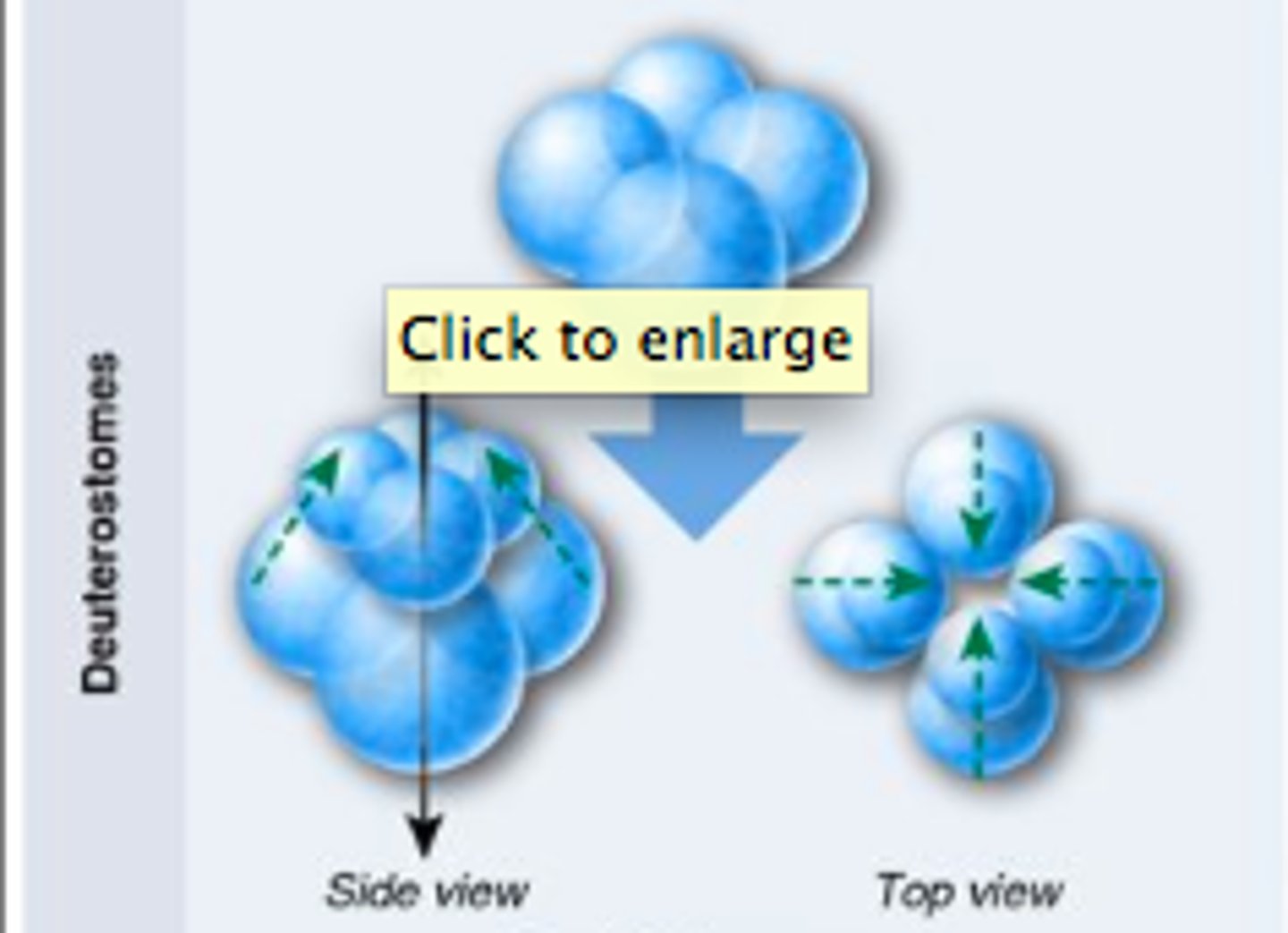 <p>This type of cleavage show in the picture is found in humans..</p>