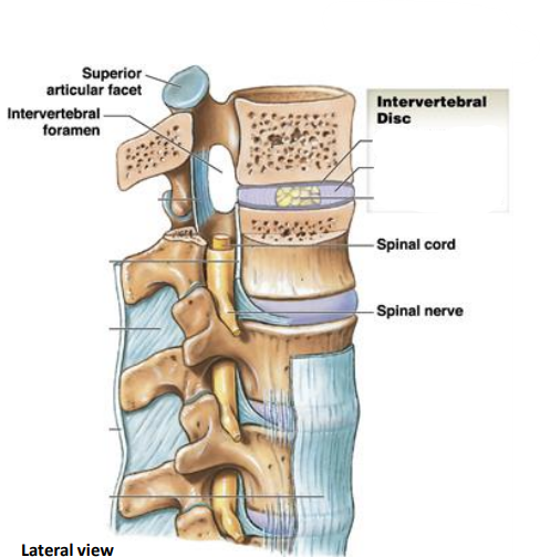 <p>Intervertebral discs are made of?</p>