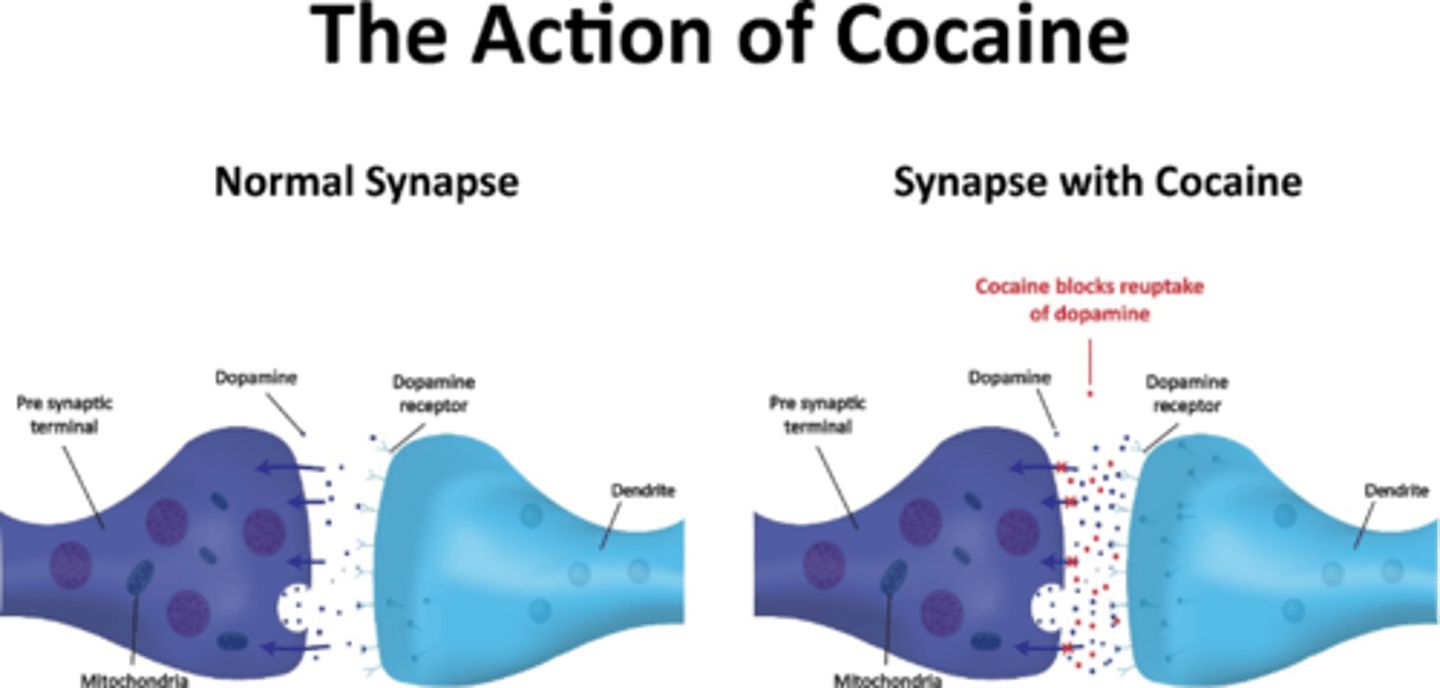<p>Cocaine blocks the reuptake of dopamine which results in increased dopamine at the synaptic cleft</p><p>Dopamine is involved in emotional reward (reward-motivated behavior)</p><p>So the increased dopamine at the synapse causes the user to want to repeat the behavior (take cocaine again)</p>