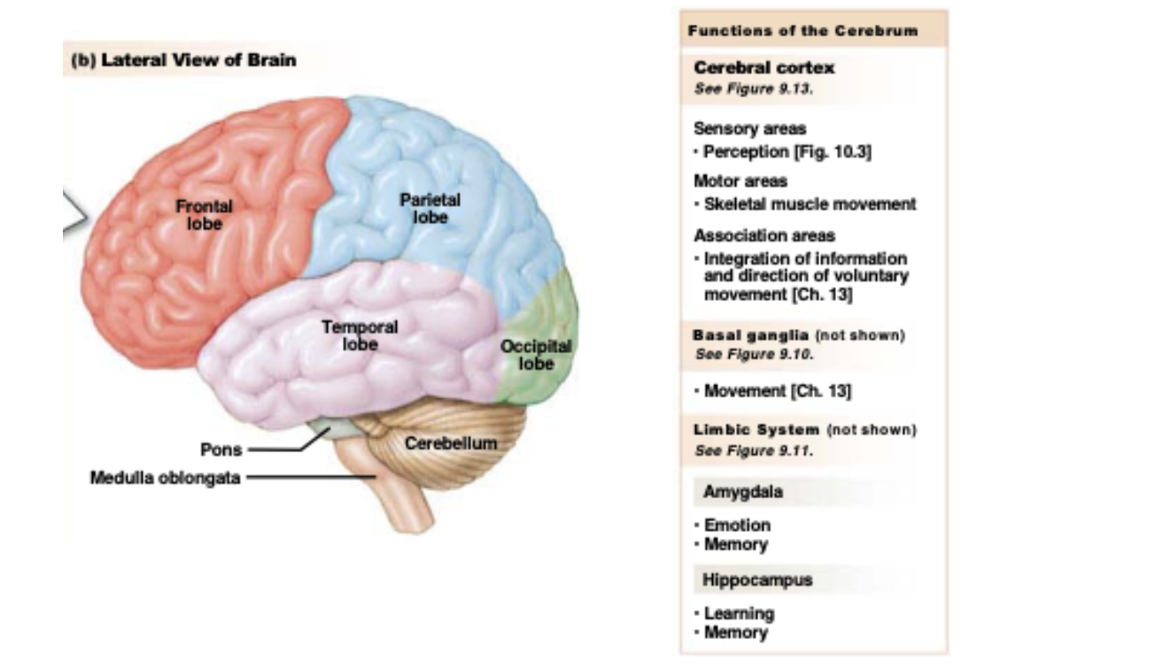 <ul><li><p>Consists of different structures + two hemispheres </p></li><li><p><strong>Responsible for conscious thought, voluntary movement, sensation, memory, and language</strong></p></li><li><p>Corpus callosum connects two hemispheres</p></li><li><p>4 lobes: frontal, parietal, occipital, temporal</p></li><li><p><strong><u>Grey matter:</u></strong></p><ul><li><p><strong>Cerebral cortex: </strong>Thinking, perception, decision-making</p></li><li><p><strong>Basal ganglia: </strong>Control of movement</p></li><li><p><strong>Limbic system: </strong>Link between cognitive functions and emotions</p><ul><li><p><strong>Amygdala: </strong></p><ul><li><p>Emotion (especially fear-related emotions) nand memory </p></li></ul></li><li><p><strong>Hippocampus: </strong></p><ul><li><p>Critical region for learning and memory </p></li><li><p>Affected in Alzhemier’s disease</p></li></ul></li></ul></li></ul></li><li><p><strong><u>White matter:</u> </strong>Communication between brain regions </p></li></ul><p></p>