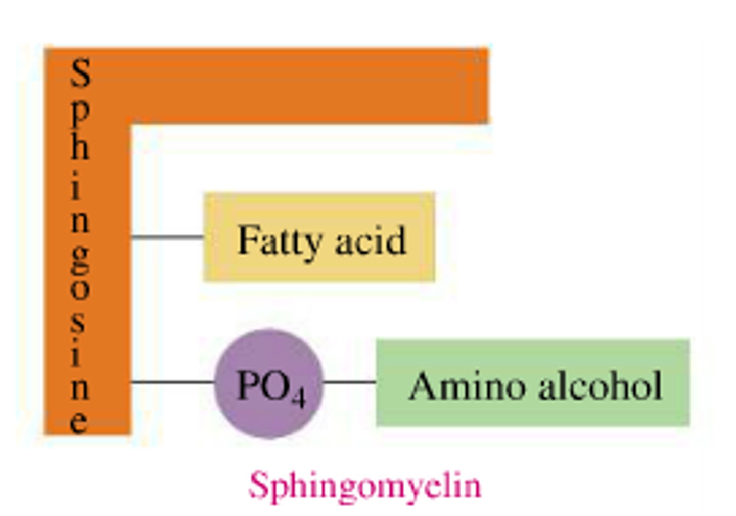 <p>-sphingosine back bone<br>-fatty acid<br>-phosphate with a head group<br><br>-ex of sphingophospholipid</p>