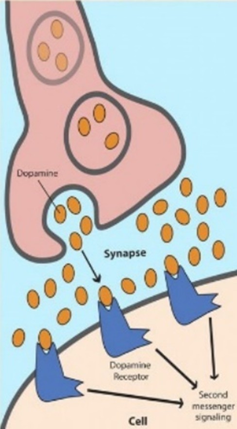 <p>what is the initial dopamine hypothesis?</p>