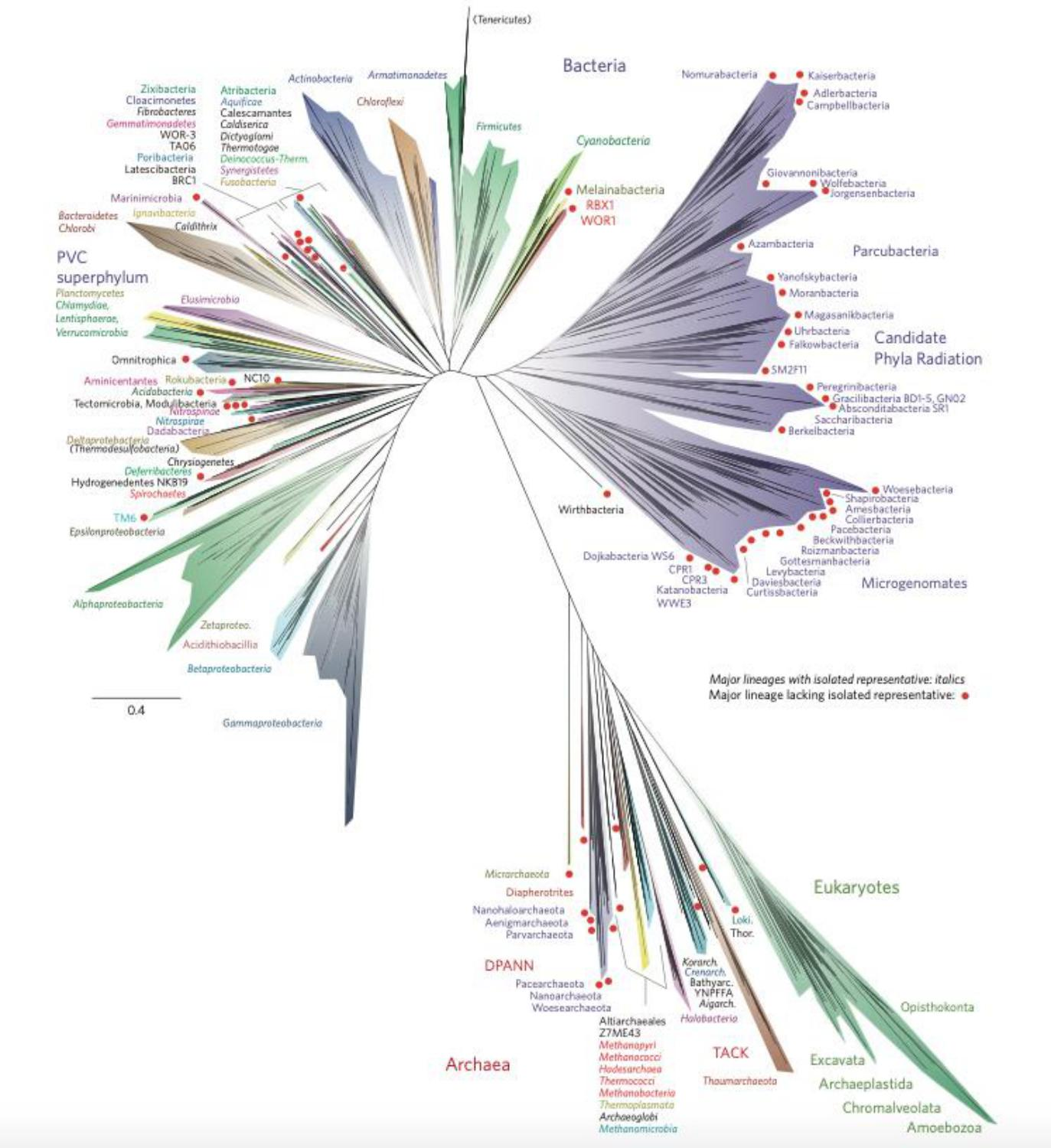<p>A graphic representation of evolutionary distance</p><p></p>