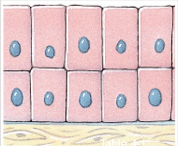 <p>Which classes of epithelium is:</p><ul><li><p>2 layers of tall rectangular cells (strengthen luminal walls).</p></li><li><p><em>Salivary gland duct, larger ducts-sweat, pancreas</em>.</p></li></ul><p></p>