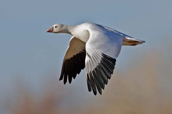Anseriformes - Anatidae - Chen rossii