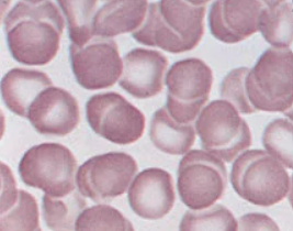 Erythrocytes