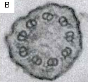 <p>what is this and what is it made of&nbsp;</p>