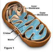 <p>energy organelle</p><p>site of cellular respiration(produces ATP)</p><p>structure of the double membrane: </p><p>outer membrane is smooth, inner membrane is highly convoluted(meaning it has many folds);these folds are called cristae</p><p>cristae divide the mitochondria into two internal compartments, intermembrane and mitochondrial matrix, and increases the surface area</p><p>the intermembrane is the space between the inner and outer membrane</p><p>the number of mitochondria in a cell correlates with metabolic activity</p><p>cells with high metabolic activity have more mitochondria ex. cells that move and contract</p>