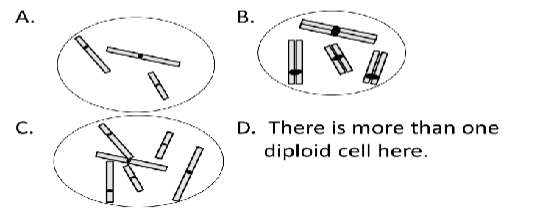 **Q.** Which cell is diploid?