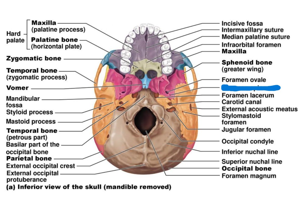<p>which part of the skull?</p>