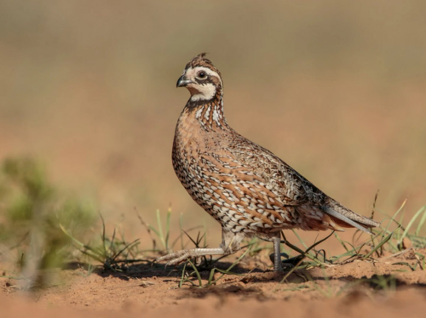 <p>Forms coveys, or small groups, especially in fall and winter</p>