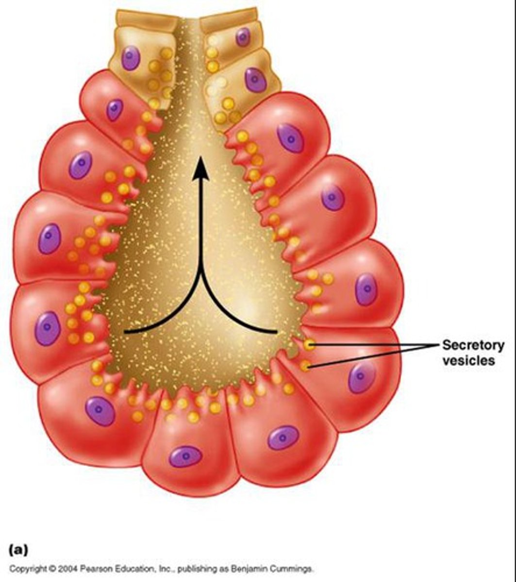 <p>product is released from secretory vesicles by exocytosis</p>