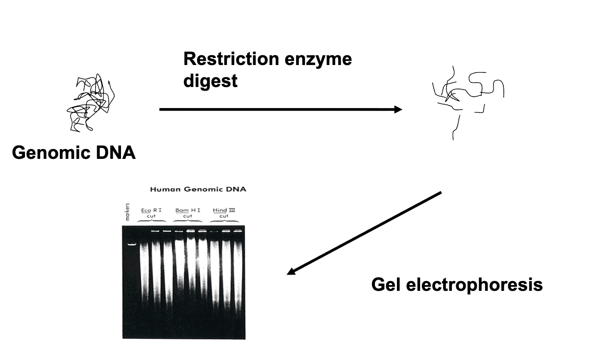 <ul><li><p>DNA purification, fractionation, electrophoresis</p></li><li><p>denaturation</p></li><li><p>transfer onto membrane</p></li><li><p>hybridization with labeled DNA probe</p></li><li><p>detection</p></li></ul><p></p>