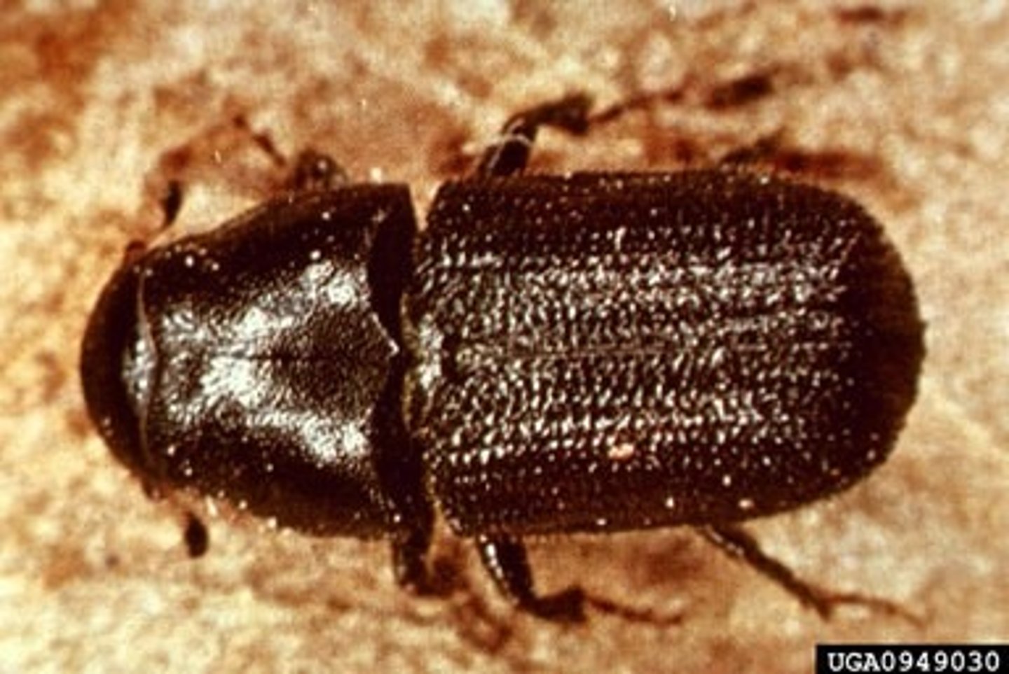 <p>Mountain pine beetle</p>