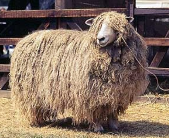 <p>heavy wool with spiraled ends</p>