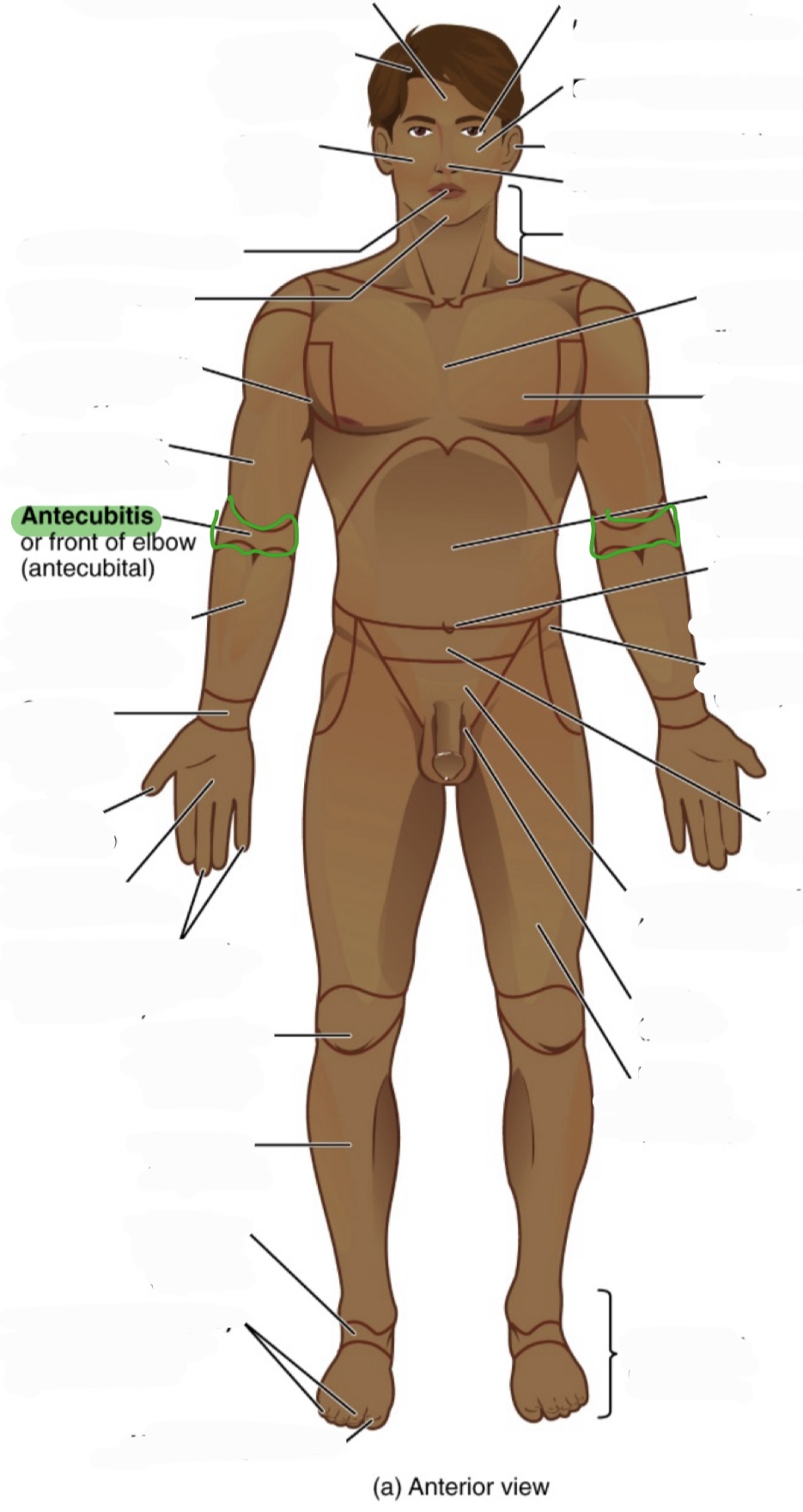 <p>front of the elbow (where your arm bends)</p><p>(aka antecubital)</p>