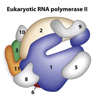 <ul><li><p><span>The majority of eukaryotes initiate transcription using the TATA box region at approximately -30bp</span></p></li><li><p><span>TATA box consensus sequence is recognized by the RNA polymerase and directs it where to initiate transcription</span></p><ul><li><p><span>Pol I&nbsp; : large ribosomal RNA</span></p></li><li><p><span>Pol II: messenger RNA (mRNA)</span></p></li><li><p><span>Pol III: small rRNA, tRNA and other small RNA</span></p></li></ul></li></ul><p></p>