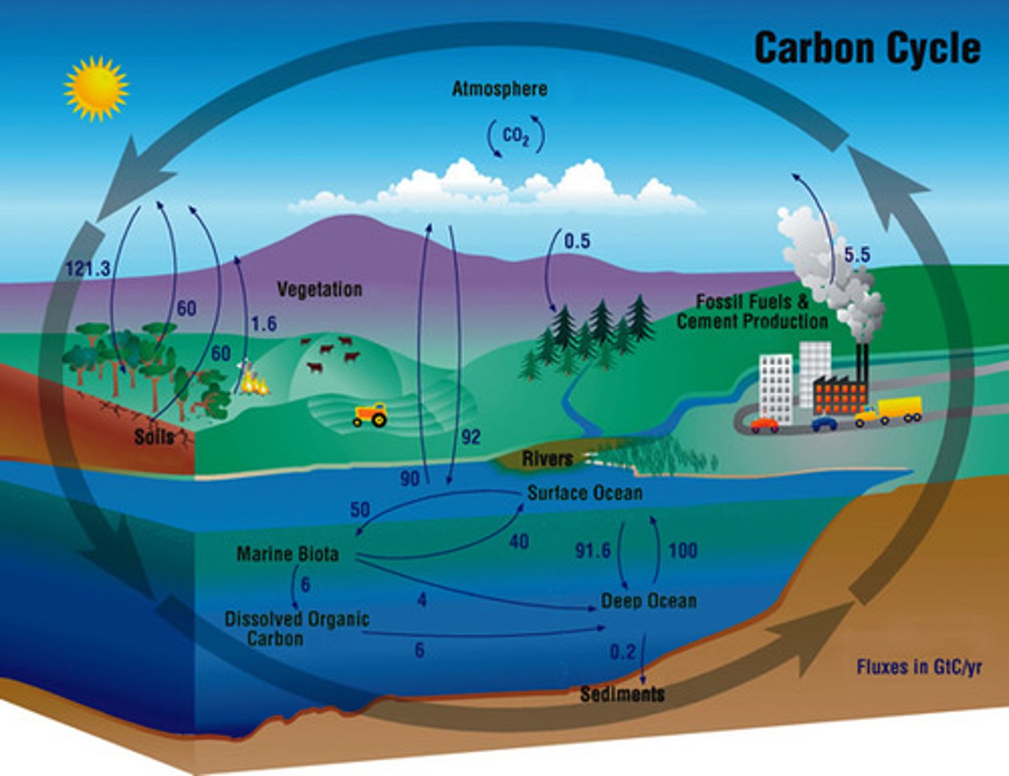 <p>a forest, ocean or other natural environment that is able to absorb carbon dioxide from the atmosphere</p>