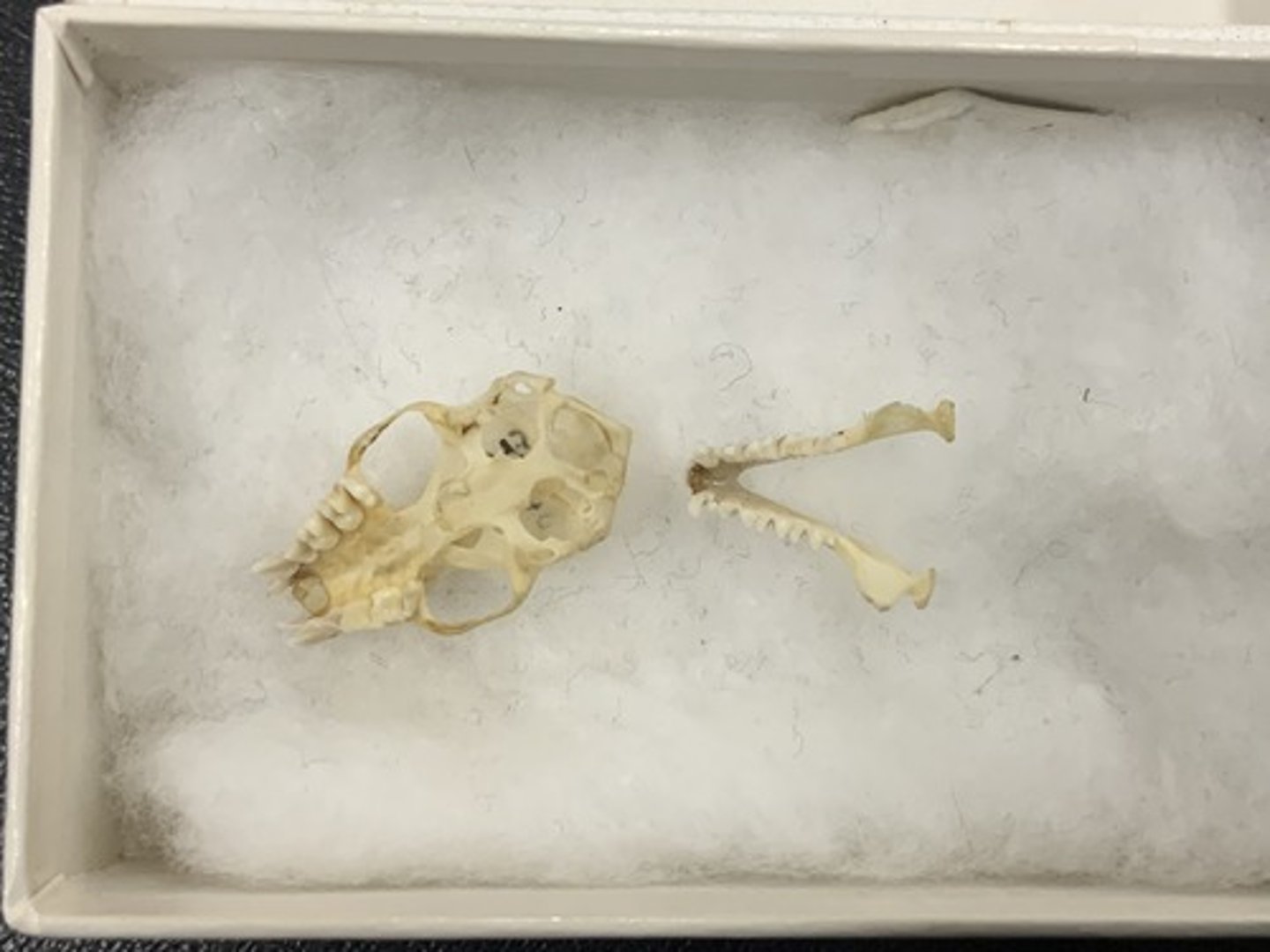 <p>Genus, species</p><p>-4 cheek teeth</p><p>-split palate</p><p>-1 I</p>