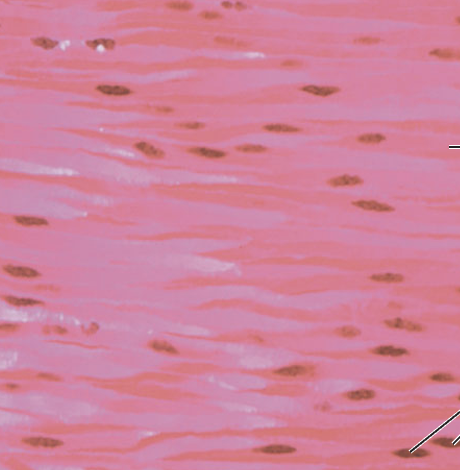 <p>What tissue type does this image depict?</p>