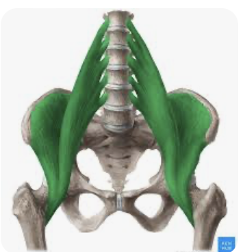 <p>Really 2 muscles, the iliac and the poses major. fibers run from lumbar vertebrae and upper pelvis to femur. Flex thigh or flex trunk laterally.</p>